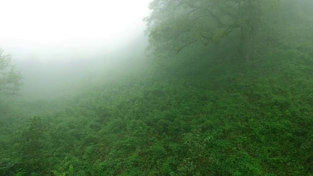 伊朗北部森林的浓雾。视频素材