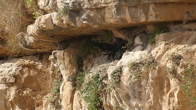 金雕栖息在峡谷上方的岩石上，靠近鸟巢视频素材