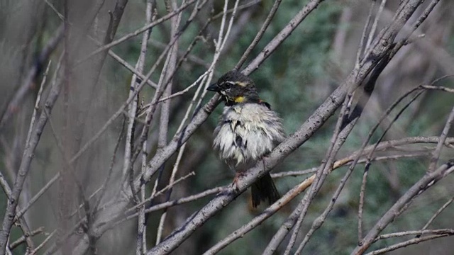 死海雀(Passer moabiticus)在巢视频素材