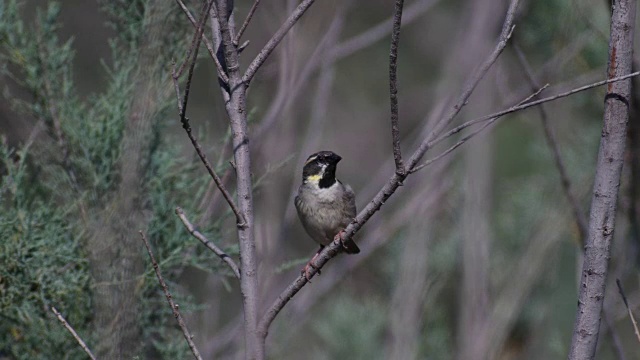 死海雀(Passer moabiticus)在巢视频素材