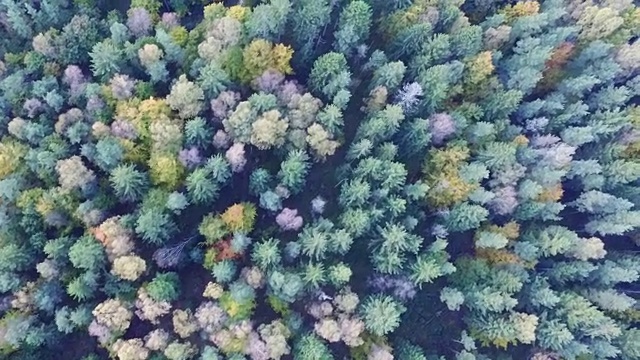 变化-秋天森林在惊人的颜色视频素材