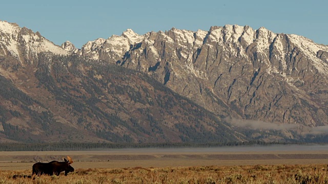 图为一只公驼鹿(Alces Alces)在日出时走过大提顿山脉前的山艾灌木丛视频素材