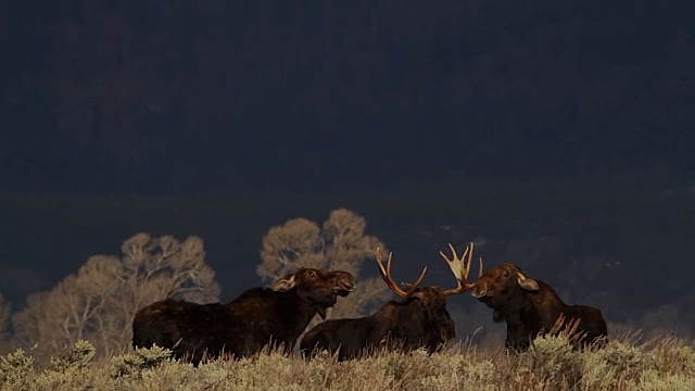 一只巨大的公驼鹿(Alces Alces)与两只母驼鹿争夺他的注意力(日出时)视频素材