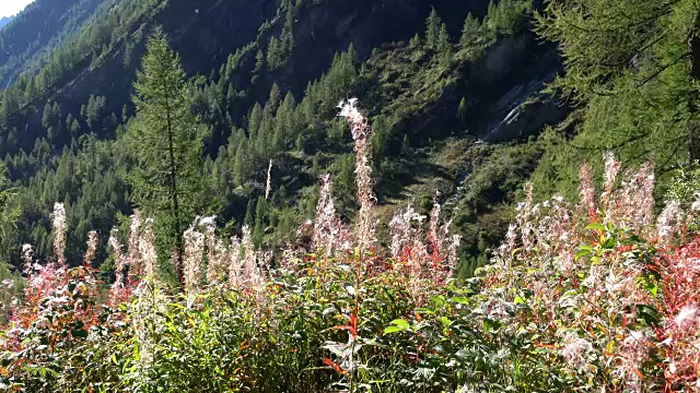 阿尔卑斯山的高山湖视频素材