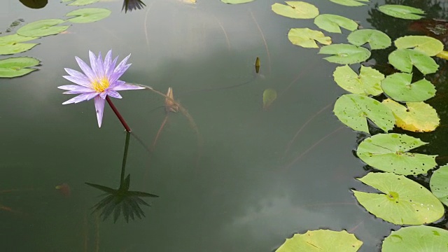 池塘里的荷花视频素材