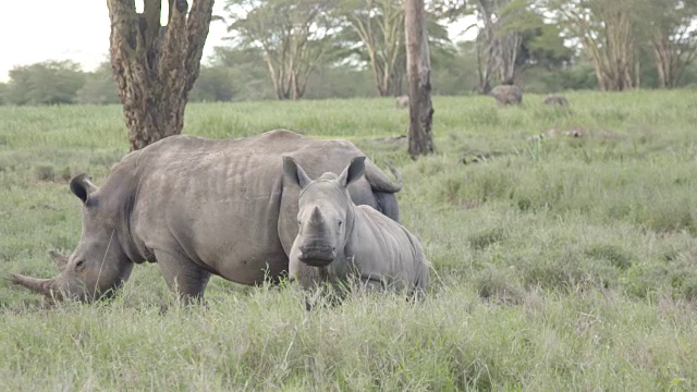 慢镜头拍摄的白犀牛(Ceratotherium simum)和她的幼崽漫步在草原上的莱瓦野生动物保护，肯尼亚。视频素材