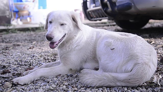 白色的拉布拉多寻回犬视频下载