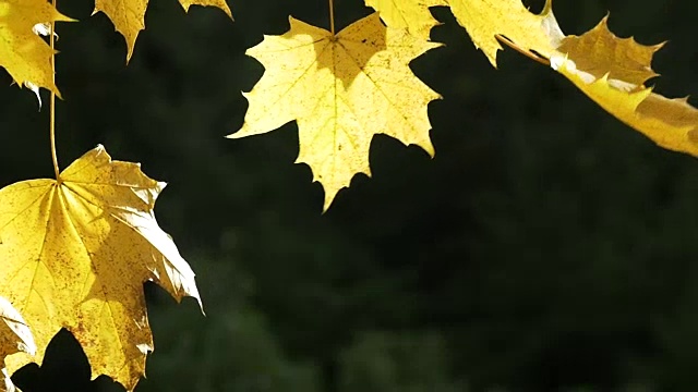 秋叶特写视频素材