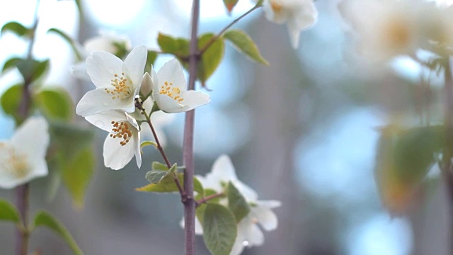 花的苹果。视频素材