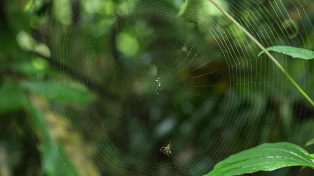 蜘蛛在织网，时光流逝。视频素材