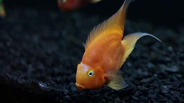 水族馆里的红鹦鹉慈鲷鱼视频素材