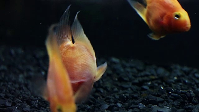 水族馆里的红鹦鹉慈鲷鱼视频素材