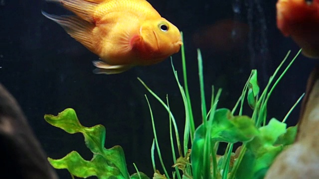 水族馆里的红鹦鹉慈鲷鱼视频素材