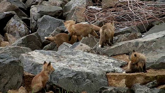 MS拍摄的5只红狐(Vulpes Vulpes)套件在岩石中玩耍视频素材