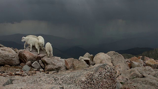 WS拍摄了6只落基山小山羊(Oreamnos americanus)在雷雨中在山顶上跳跃和玩耍视频素材