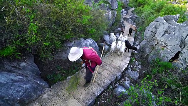 羊群在石林视频素材