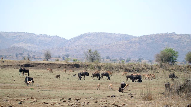 野生动物和风景，Pilanesberg国家公园，南非视频素材