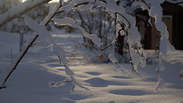 阳光下的树枝/ Jukkasjarvi，瑞典视频素材