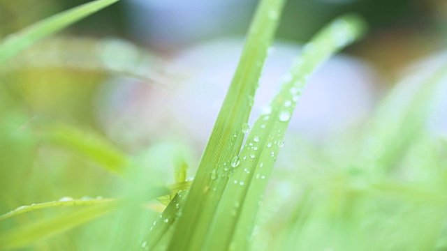 露水在叶子上的晨曦背景视频素材