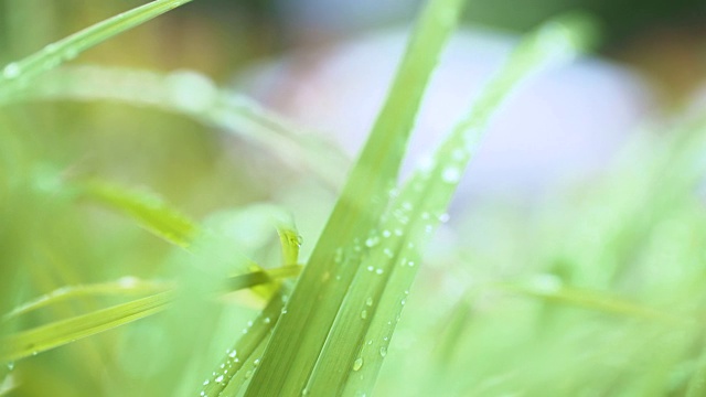 露水在叶子上的晨曦背景视频素材