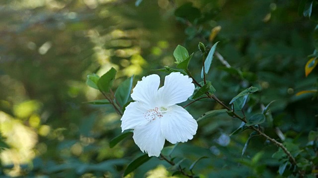 白芙蓉花视频素材