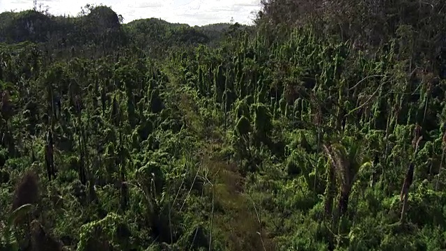 伯利兹:雨林丛林视频素材