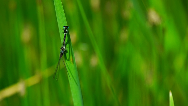 蜻蜓视频素材