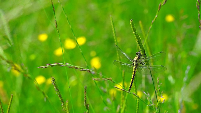 蜻蜓视频素材