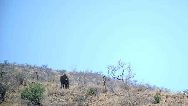 野生动物和风景，Pilanesberg国家公园，南非视频素材