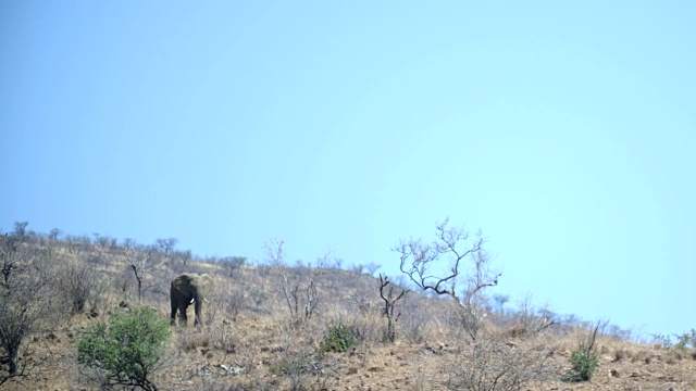 野生动物和风景，Pilanesberg国家公园，南非视频素材