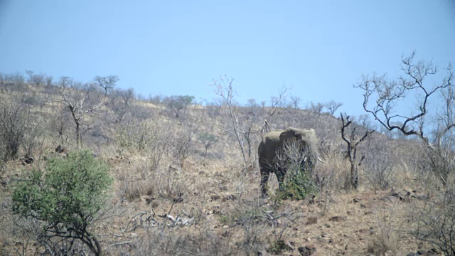 野生动物和风景，Pilanesberg国家公园，南非视频素材