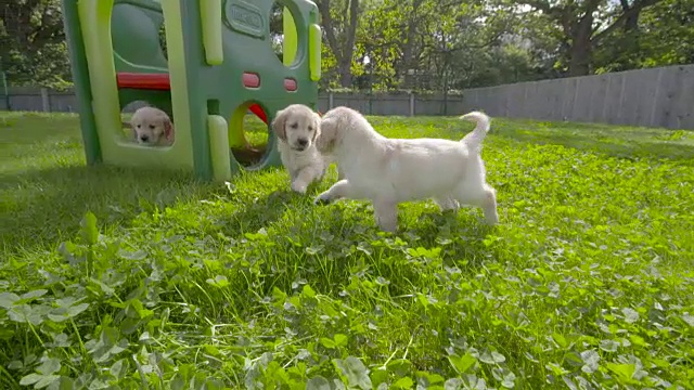 拉布拉多小狗在国家导盲犬中心的场地上玩耍的慢镜头。视频素材