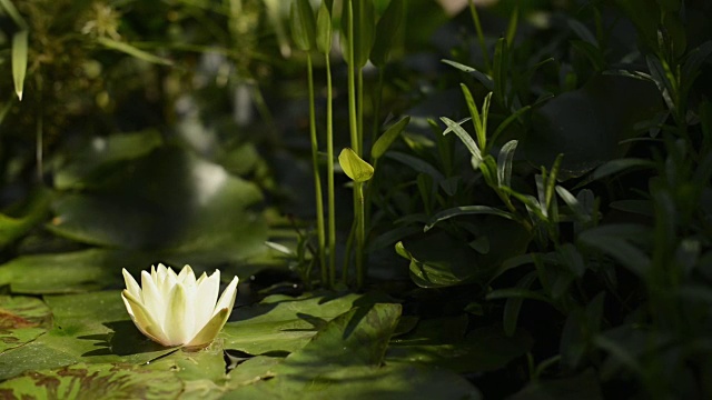 莲花视频下载