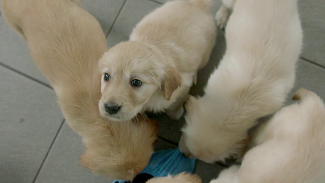 在国家盲人导盲犬训练中心拍摄的拉布拉多幼犬的高角度慢镜头。视频素材