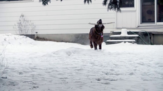 狗拿着棍子在雪地里跑视频素材