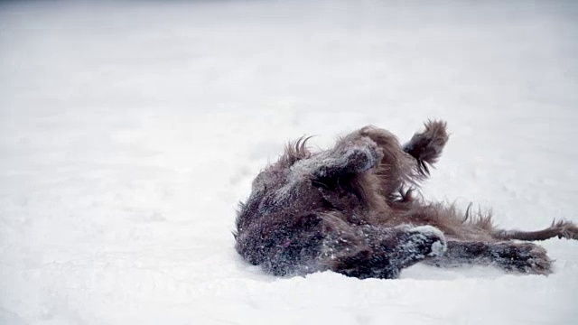 狗在雪中打滚，把雪抖掉视频素材