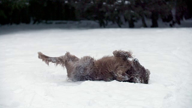 狗在雪中打滚视频素材