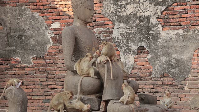 泰国华府里泰国寺庙里的小猴子视频素材