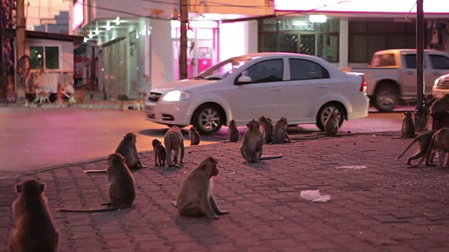 泰国华富里，猴子在吃水果视频素材