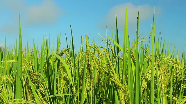 收获季节的稻谷视频素材