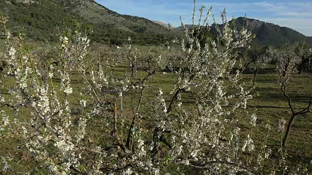 杏树开花，马略卡岛视频素材