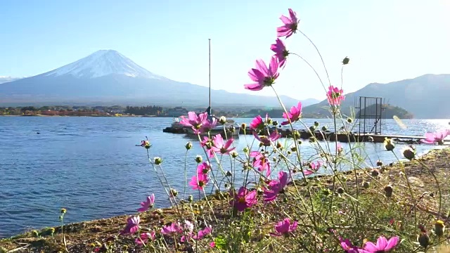 日本秋天的宇宙花和富士山视频素材