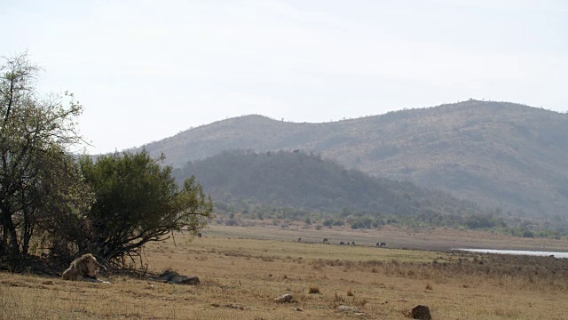 野生动物和风景，Pilanesberg国家公园，南非视频素材