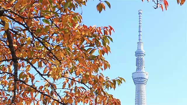 高清:东京天空树在白天视频素材