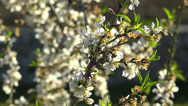 杏树开花，马略卡岛视频素材