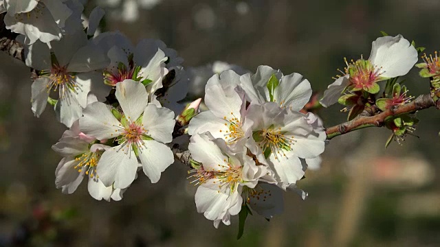 杏树开花，马略卡岛视频素材