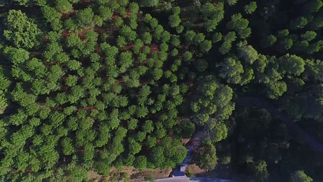 森林与道路的头顶镜头视频素材