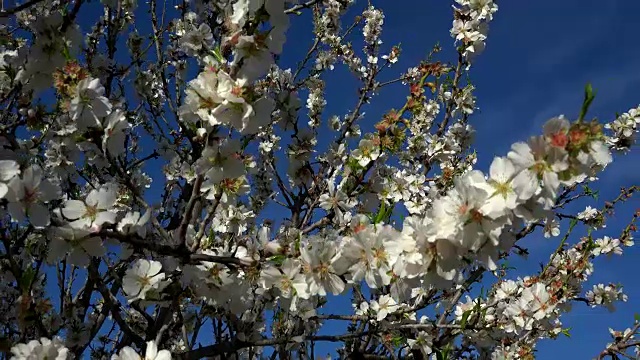 杏树开花，马略卡岛视频素材