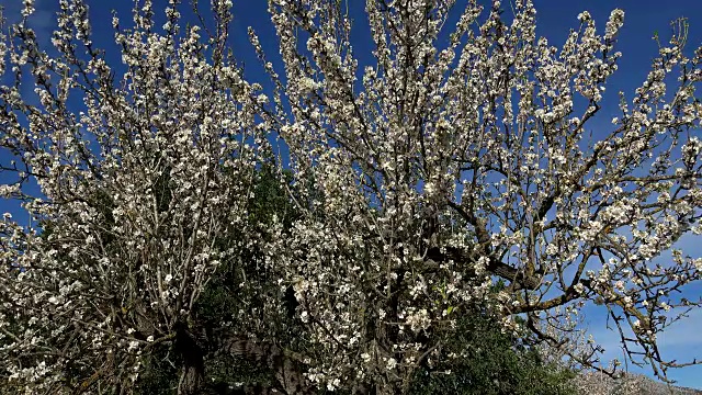 杏树开花，马略卡岛视频素材