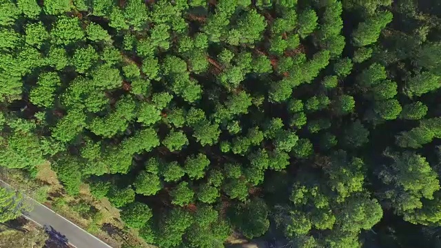 森林与道路的头顶镜头视频素材